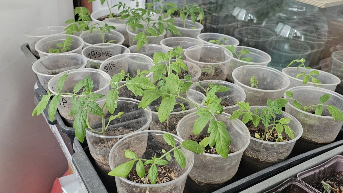 Всего 1 щепотка этого порошка в горшок — и рассада толще пальца, а вносить ничего больше не нужно