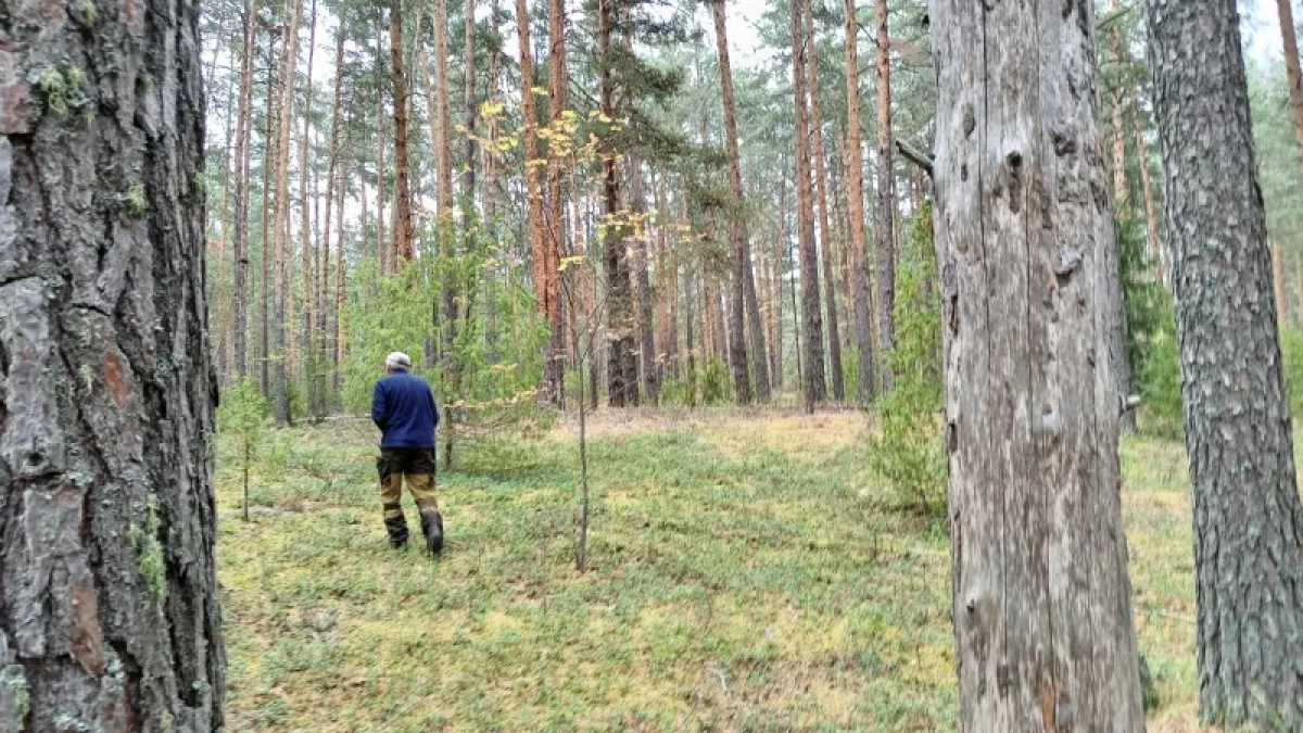 Суд наказал жителя Кировской области за незаконную добычу лося