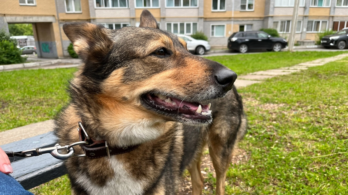 Халатность владельца привела к нападению собаки на ребенка в Кировской области