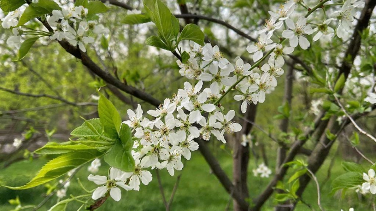 «Черемуховые холода» ударят дважды: синоптики раскрыли шокирующий прогноз на конец весны