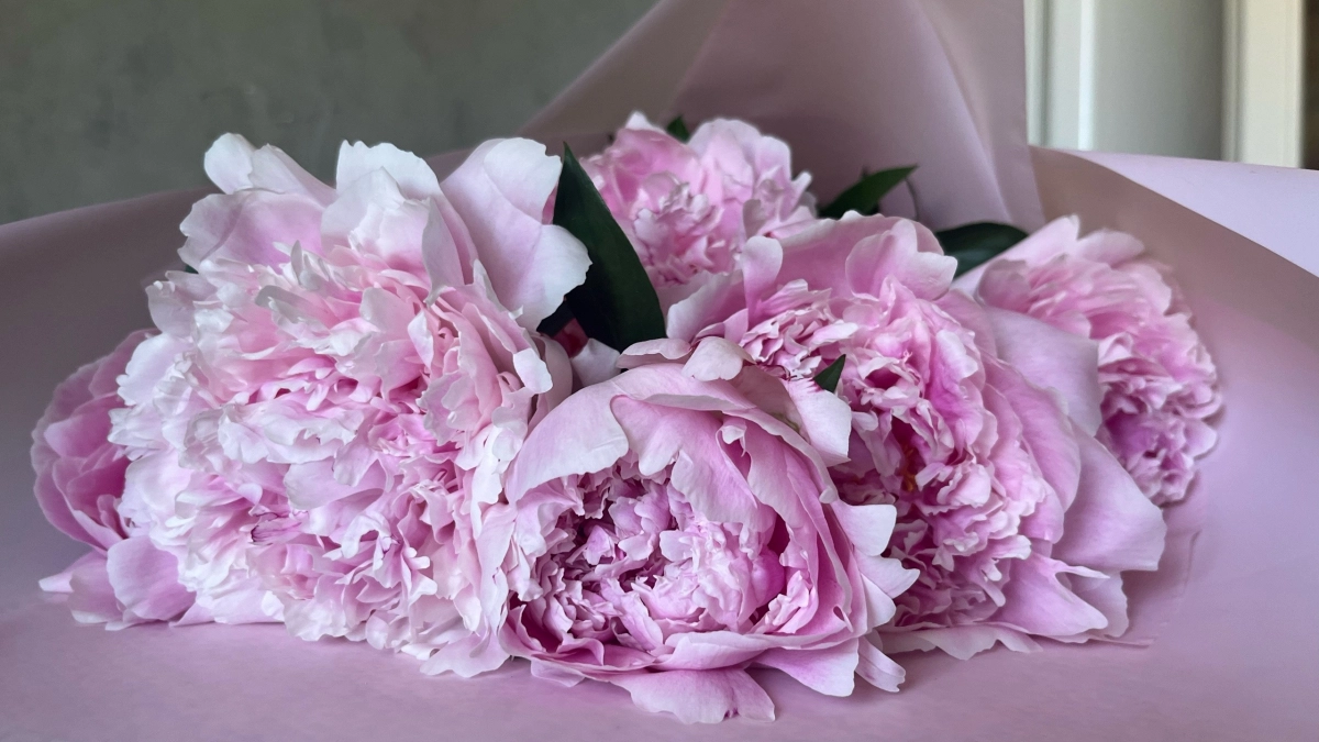 Чем я подкармливаю пионы весной, чтобы они росли крупными шапками: 4 вида удобрений на разных стадиях вегетации