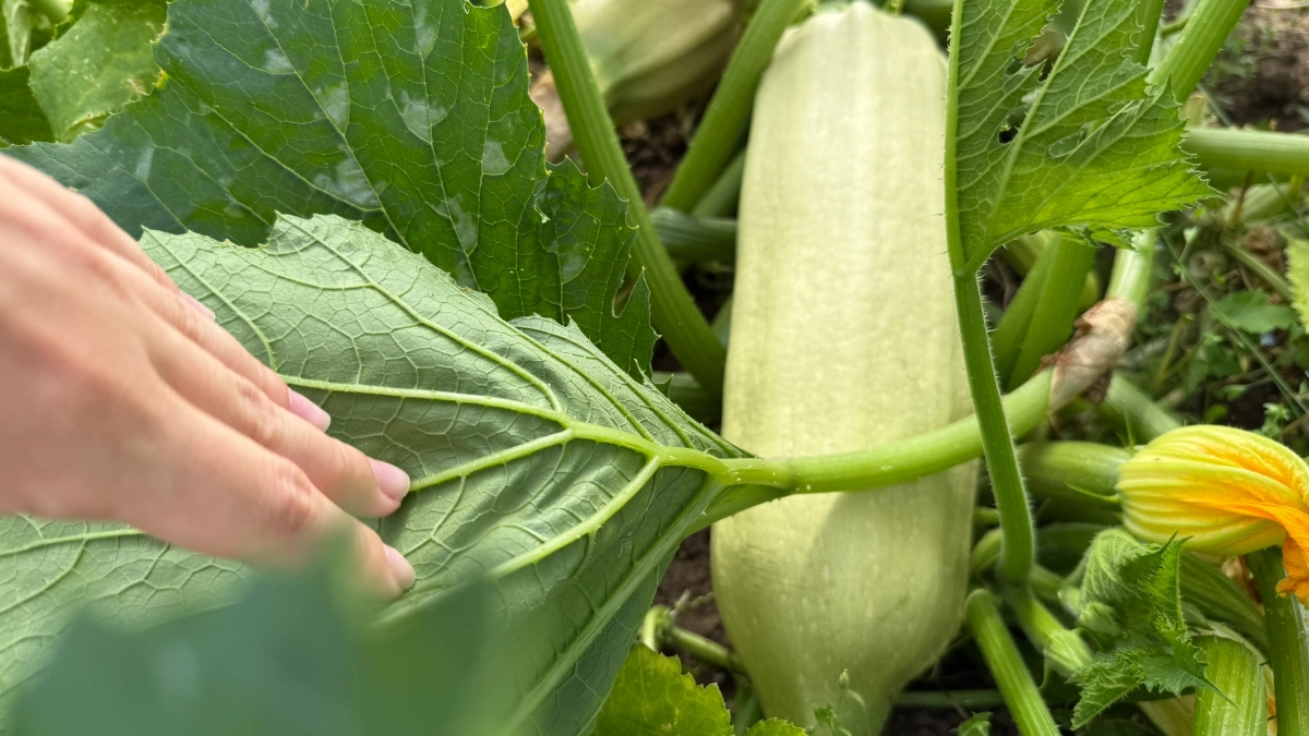 Как получить богатый урожай без покупных удобрений: 5 бесплатных подкормок, которые реально работают