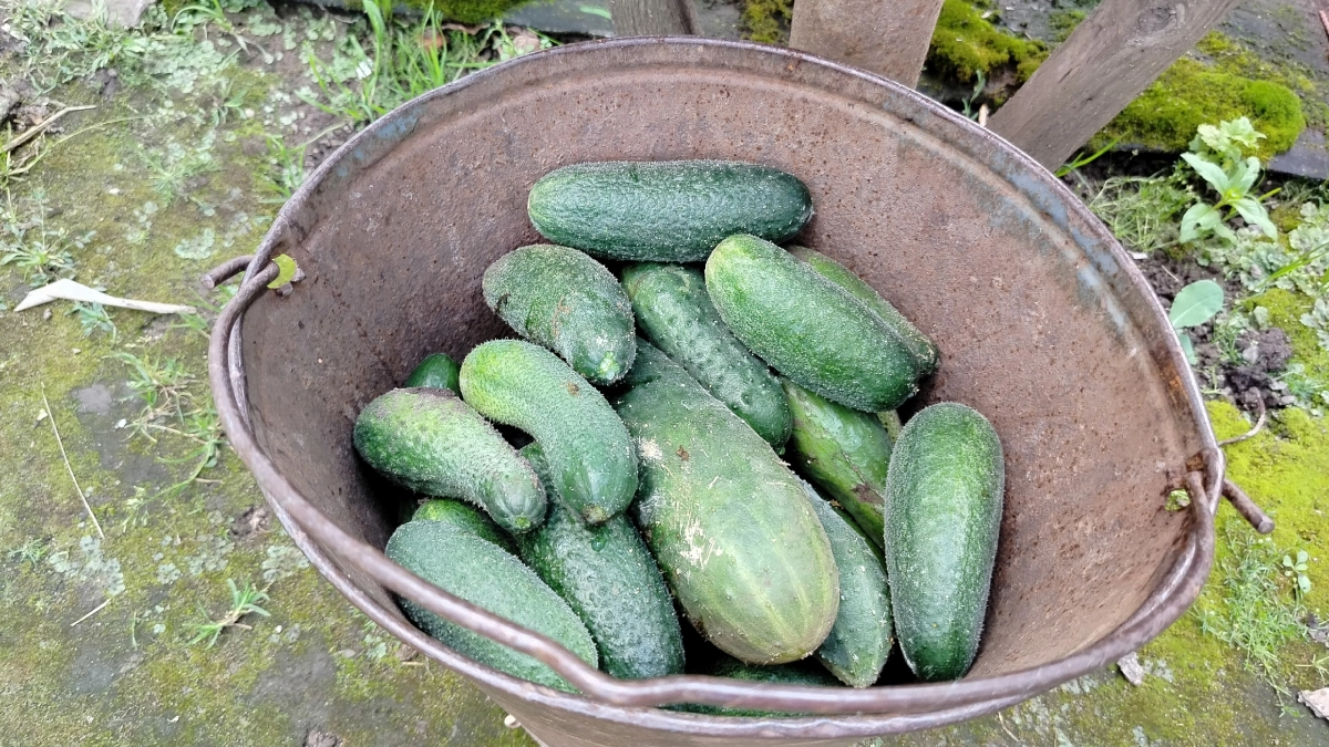 Погубят огурцы на старте: 6 добавок, которые не должны попасть в посадочную лунку - не только свежий навоз и хлор