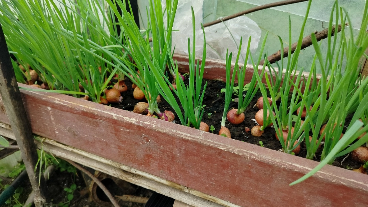 Озимый лук весной: 3 обязательные подкормки в апреле и мае для крупных головок и долгого хранения