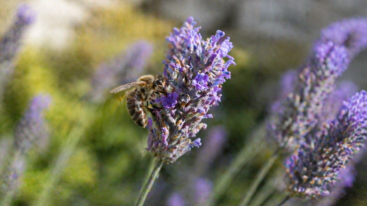 Эти 12 обычных растений значат для пчел больше, чем самый красивый декоративный цветник