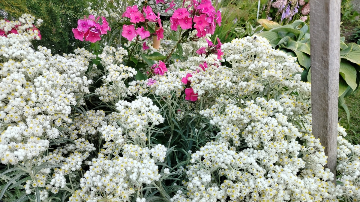 10 многолетников для ленивого огорода: посадил и забыл — без прополки и частого полива