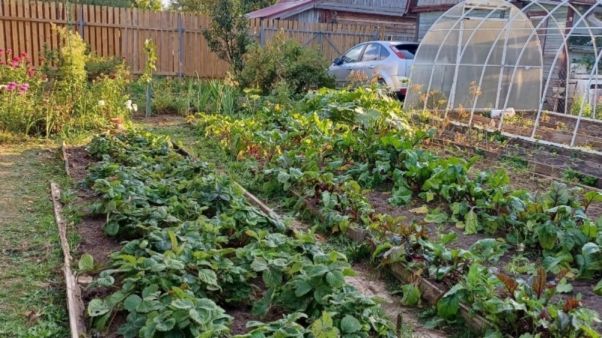 Уксус, соль и капля мыла: как я навсегда избавил дорожки от сорняков на 24 часа - годный лайфхак