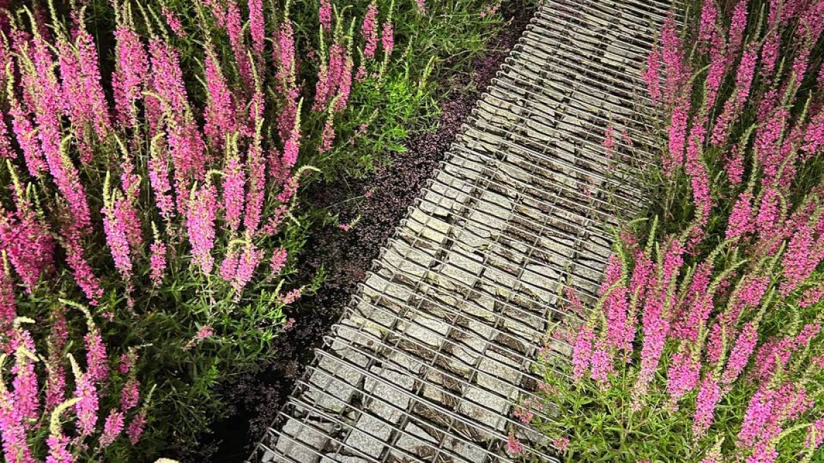 Лучшие бордюрные цветы: 20 чудесных многолетников для бордюров, которым потребуется минимум вашего внимания