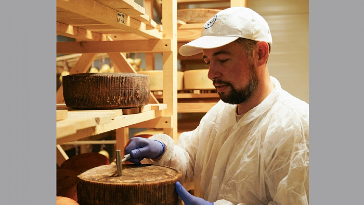 Сыр из Кировской области удостоен золотой медали на всероссийском конкурсе