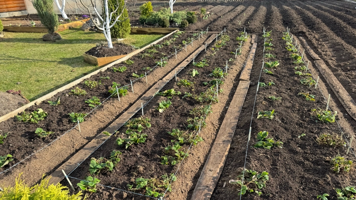 Весенняя посадка клубники: горсть этого порошка под розетку — и кусты растут мощными и медовыми (точная схема на конец апреля)