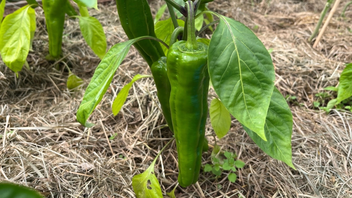 Не выбрасывайте чёрствый хлеб: превратите его в мощное удобрение для томатов, перцев и огурцов -  рецепт 2026 для рекордного урожая