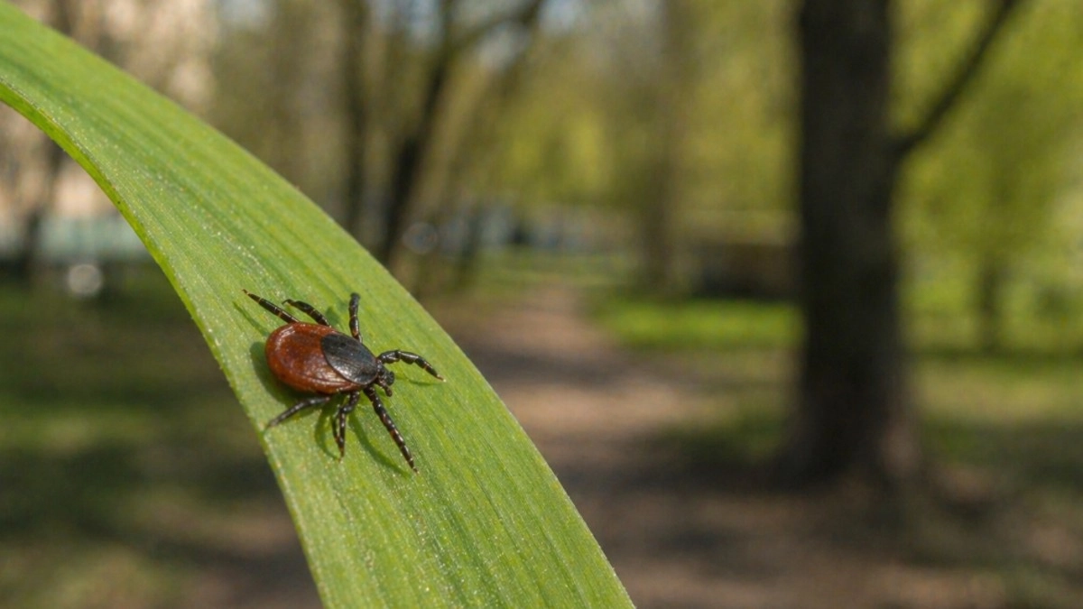 Клещи весной активизируются уже в апреле: почему риск укуса на даче, у дома и в городском парке возникает так рано
