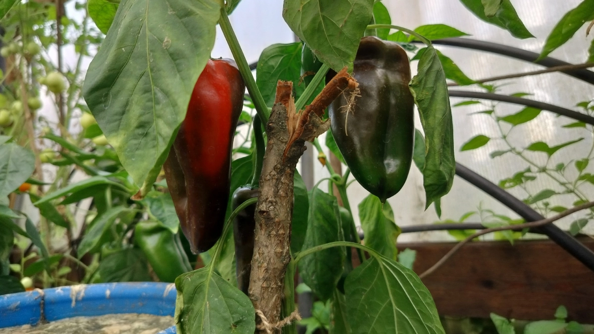 Всего 20–30 грамм на 10 литров воды — и ваш перец взорвётся урожаем: 3 этапа подкормки для крепких кустов и сочных плодов