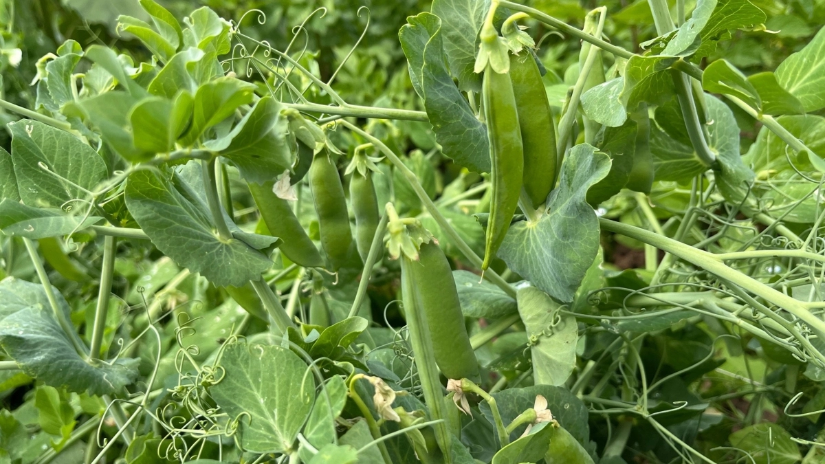 Сахарный горох не даёт урожай, который вы ждёте? Ошибка кроется в одном действии — задолго до посадки