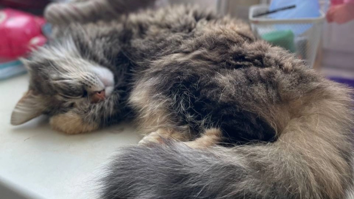 Почему кошка спит на столе: инстинкты, о которых вы не знали — полный гид для владельцев пушистиков