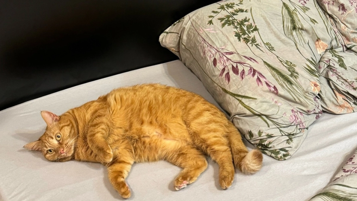 Раньше выбрасывала грязные подушки, пока не узнала этот секрет: как стирать их в машинке без комков