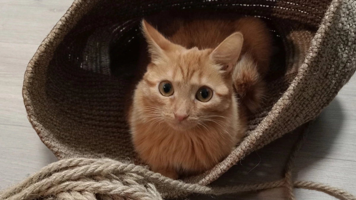 Кошка выплюнула таблетку в 7-й раз? Ветеринар показал 5 способов, которые работают (третий – для агрессивных)