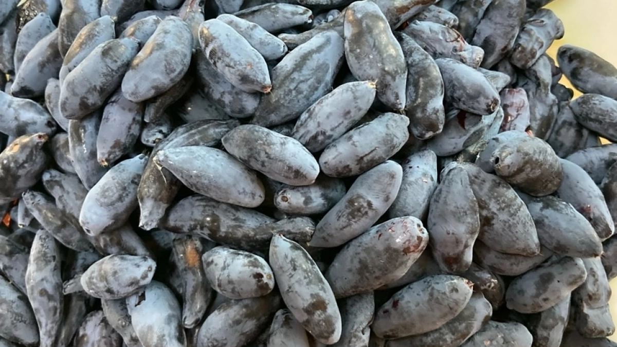 Жимолость не любит сложных схем: простая органика и точные сроки — всё, что ей нужно для гигантских сладких ягод