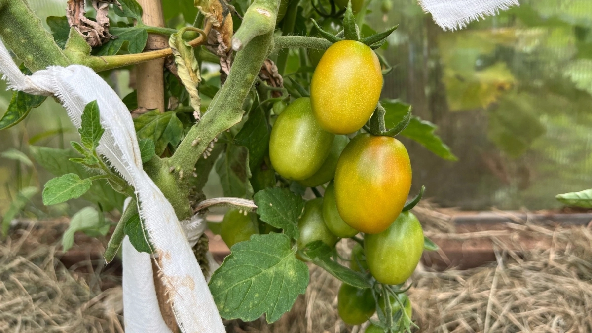 Томаты в теплице растут как на дрожжах: как сажать по схеме 40×50 и что добавить в лунку для приживаемости за 7–10 дней