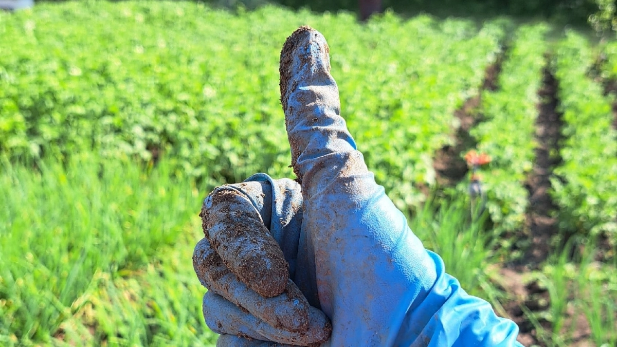 Почва после зимы как старый валенок: спрессована, не дышит. Простой раствор запускает жизнь за 7–10 дней