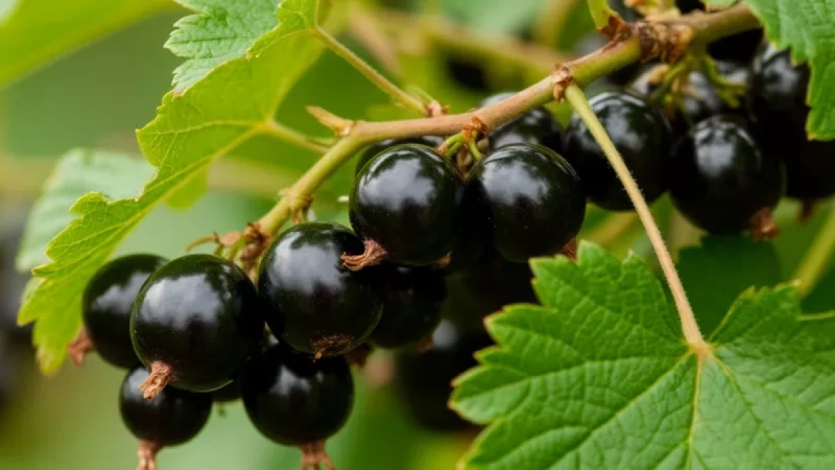 Не рыхлите, а мульчируйте: секрет мощных корней смородины и огромных ягод как слива без химии