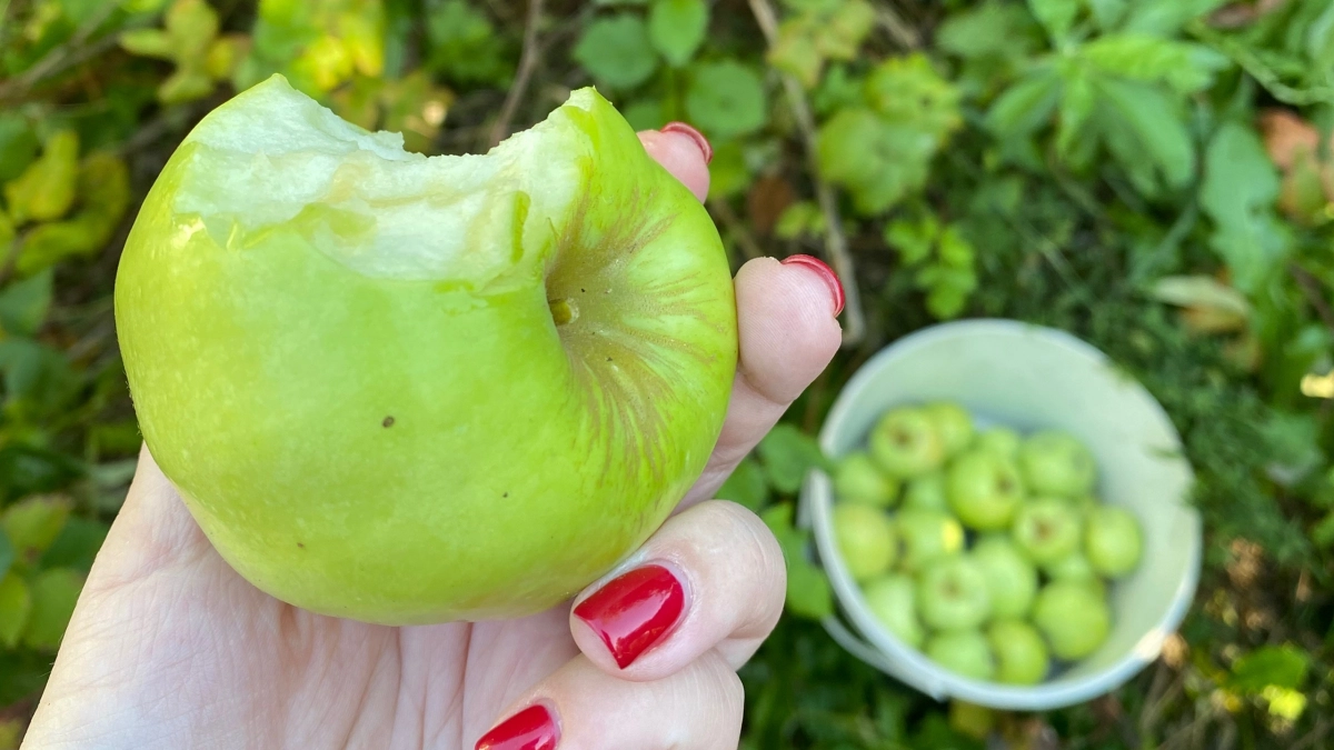 Почему не приживаются яблони: 7 ошибок, которые губят саженцы – их делает почти каждый