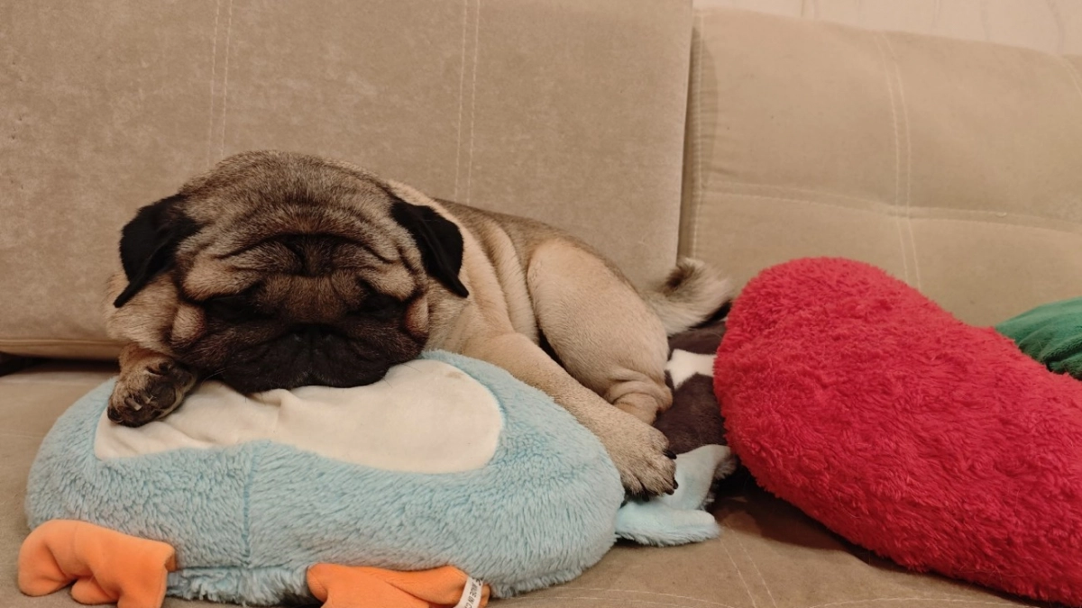 Рогожка и хлопок в пролете: семьи с детьми и животными выбирают эту обивку для дивана - не боится когтей и пятен