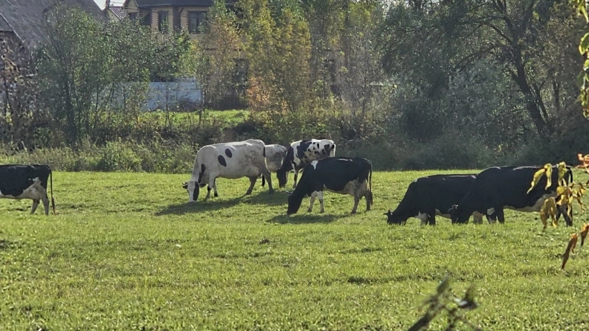 В деревнях отказываются от коров: проку от них мало, а работы много: спасением стала эта альтернатива