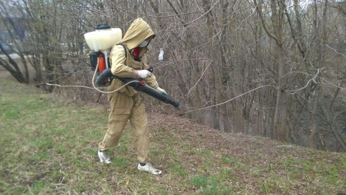 Мэрия Кирово-Чепецка ищет компанию, готовую спасти город от нашествия кровососов