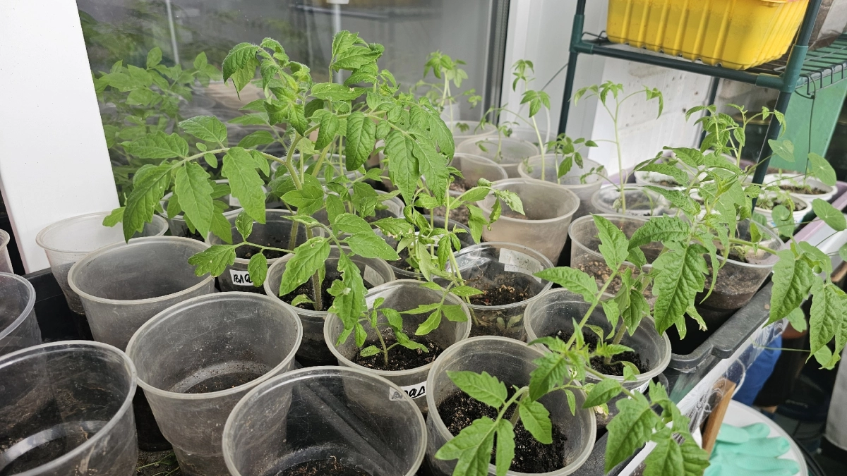 Всё хвалят янтарную кислоту, а я расскажу, когда она становится врагом рассады