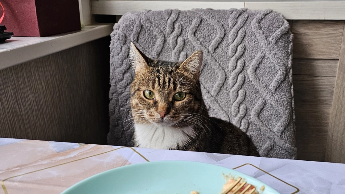 Ученые поставили точку: вот почему кошки не доедают еду в миске - запомните раз и навсегда