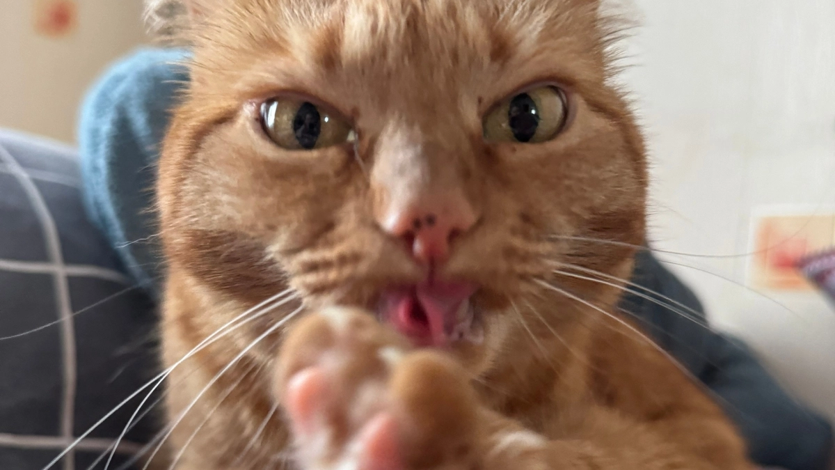 Почему кошка лижет своего хозяина: 3 главные причины — от метки территории до солёного вкуса кожи