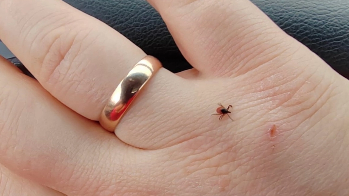 Где на участке чаще всего живут клещи - они есть, даже если вы ухаживаете за дачей: 5 излюбленных мест