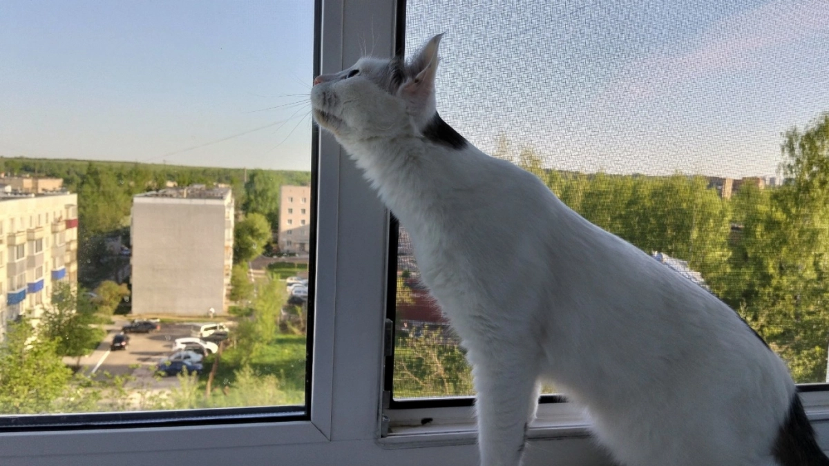 Кошка разбрасывает наполнитель из лотка? Это не характер, а серьезный сигнал - вот что он значит