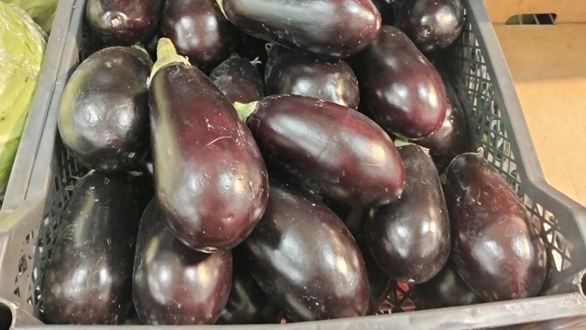 Июнь на носу: как ухаживать за баклажанами, чтобы к августу снимать килограммы плодов — полив, подкормка, формирование