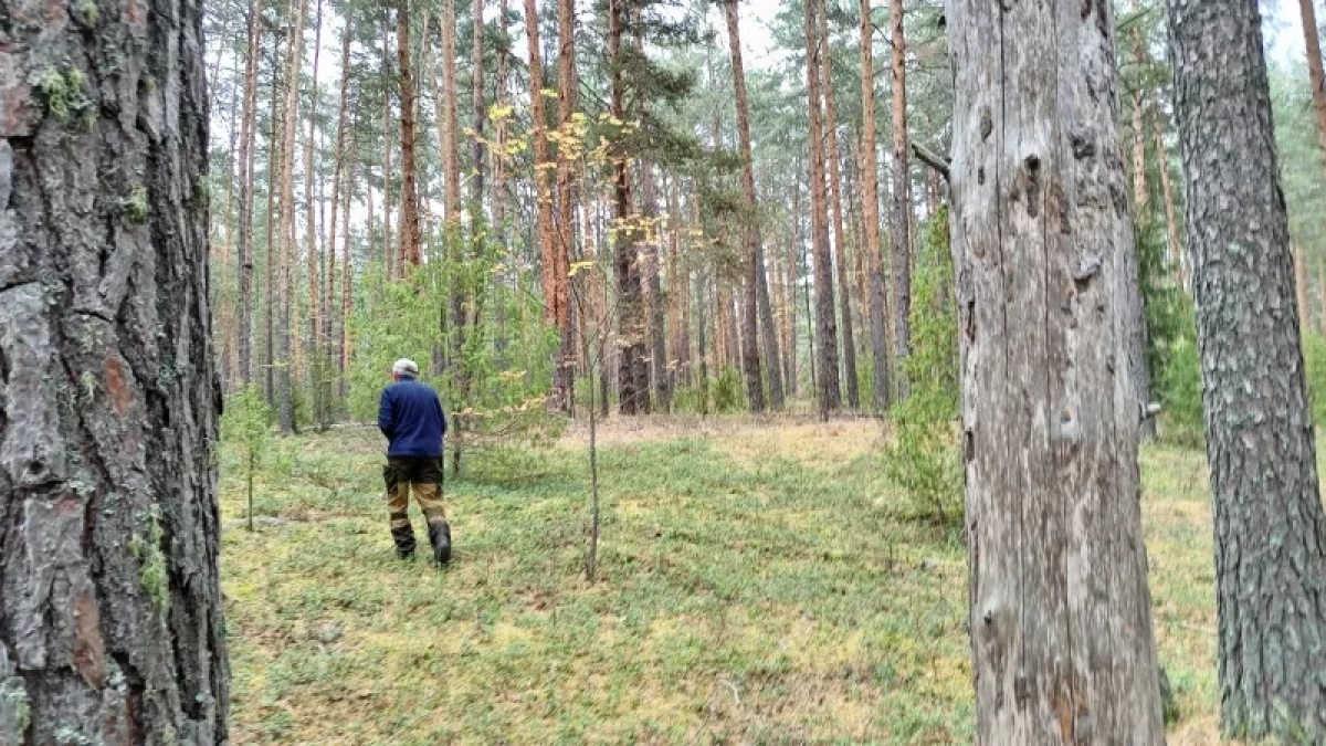 Под Кировом охотник заплатит за труп лося, несмотря на оправдательный приговор