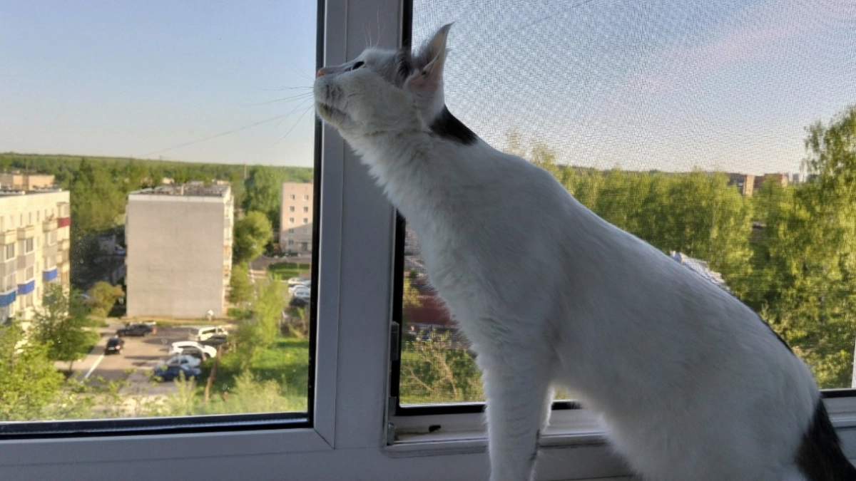 Скучает ли кошка без хозяина - всем владельцам это нужно запомнить раз и навсегда