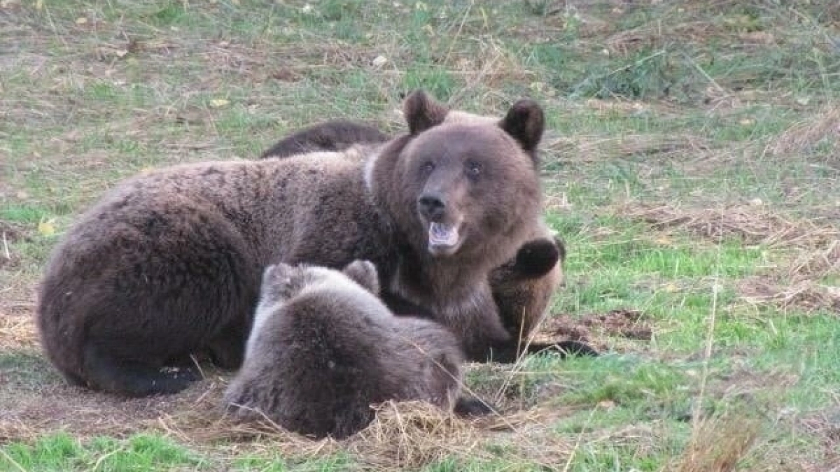 В Кировской области начали принимать заявки на стрельбу по лосям и медведям