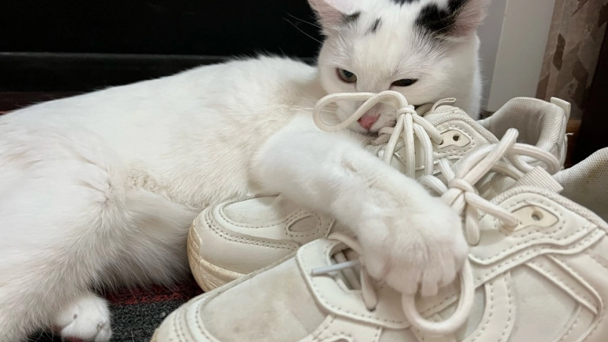 Не имя: 3 звука, на которые кошка откликнется всегда - про них должен знать каждый хозяин