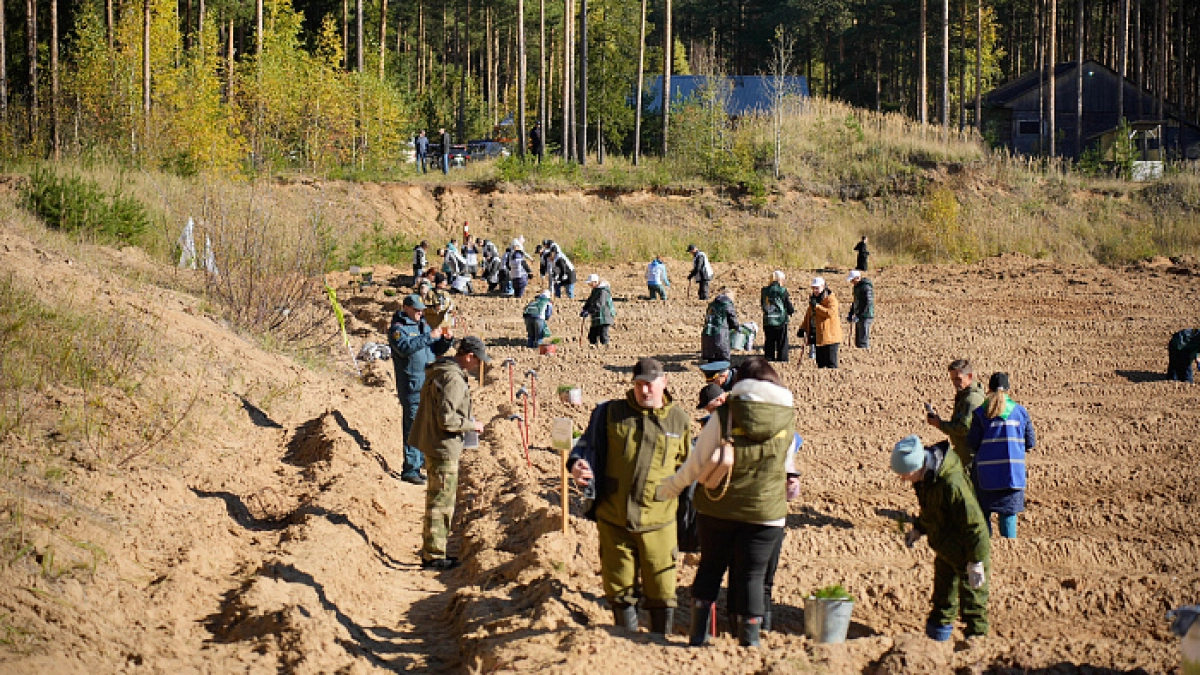 В лесах Кировской области высадили 6,5 миллиона сосен и елей