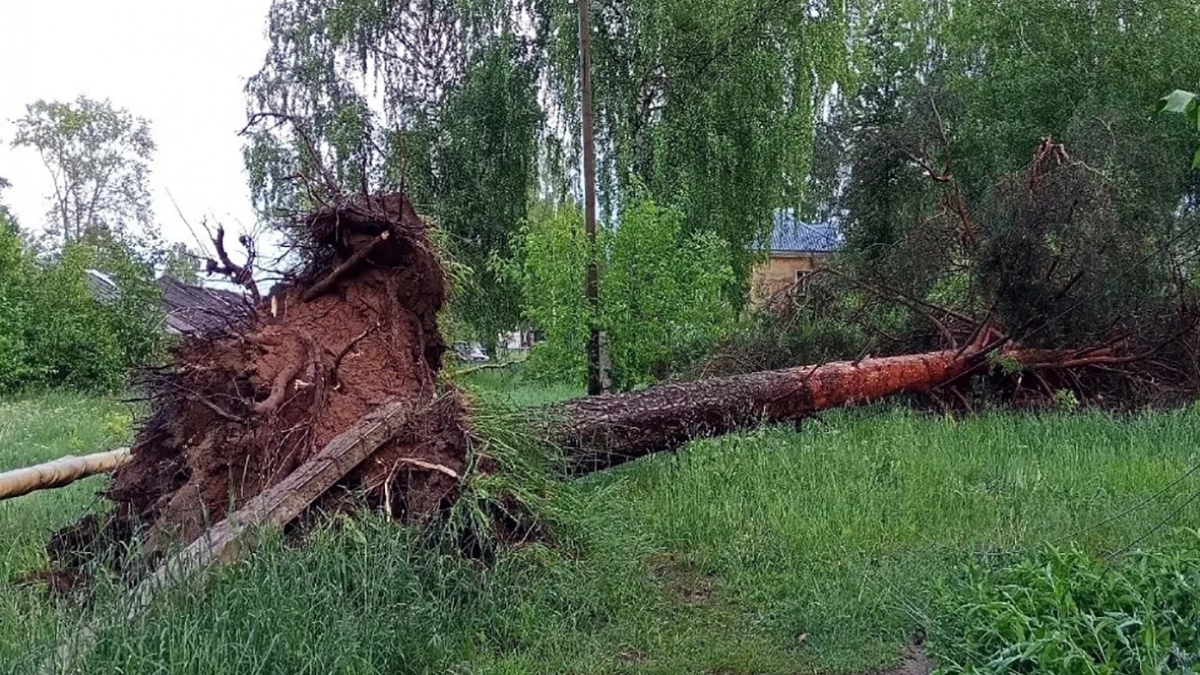 В Кирово-Чепецке стихия вырвала с корнем ряд деревьев и оставила дома без света