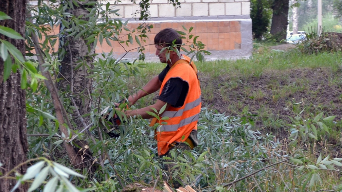 В Кирово-Чепецке продолжат вырубать аварийные деревья