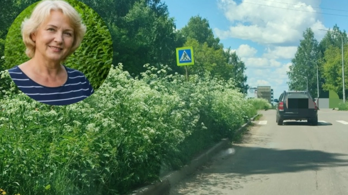 "В траве может спрятаться человек!": чепчане о том, как зарастает город