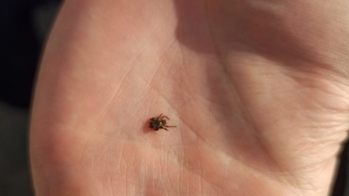 Положите это в карман - и клещи будут обходить вас стороной: метод, которому нет равных
