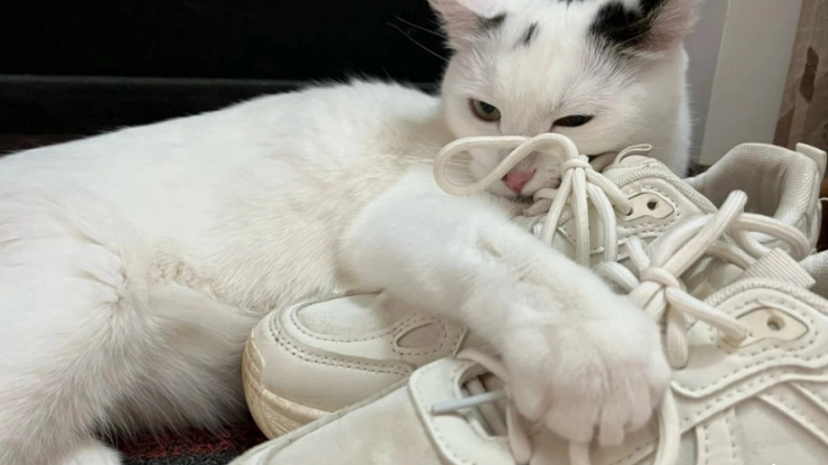 Не имя: 3 звука, на которые кошка откликнется всегда - про них должен знать каждый хозяин