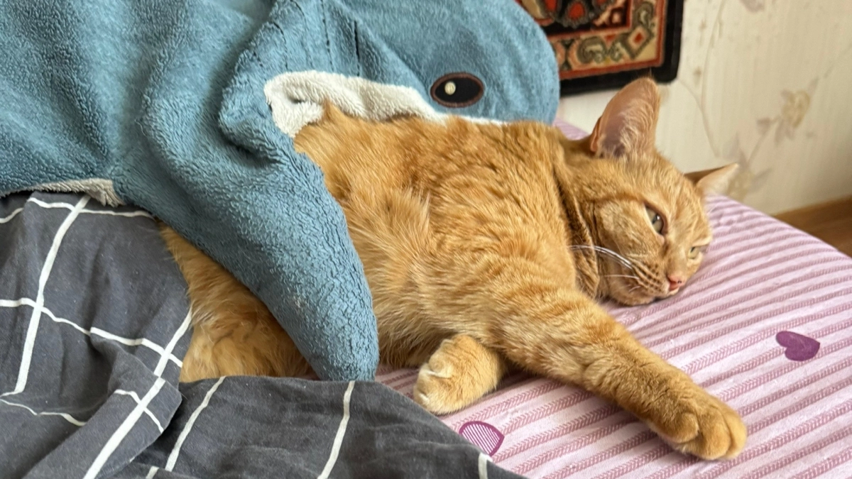 Почему кошки специально сталкивают предметы на пол: ответ удивил даже опытных владельцев домашних животных