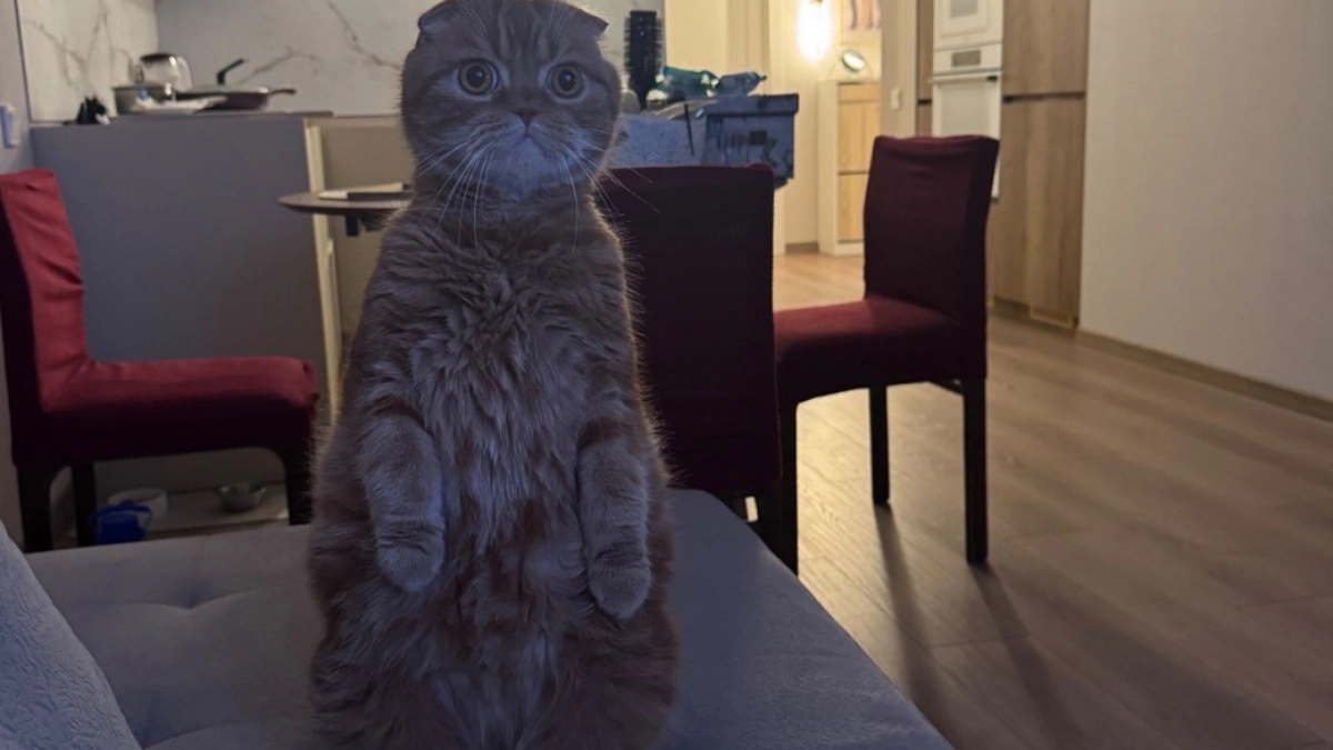 Не имя: 3 звука, на которые кошка откликнется всегда - про них обязан знать каждый хозяин