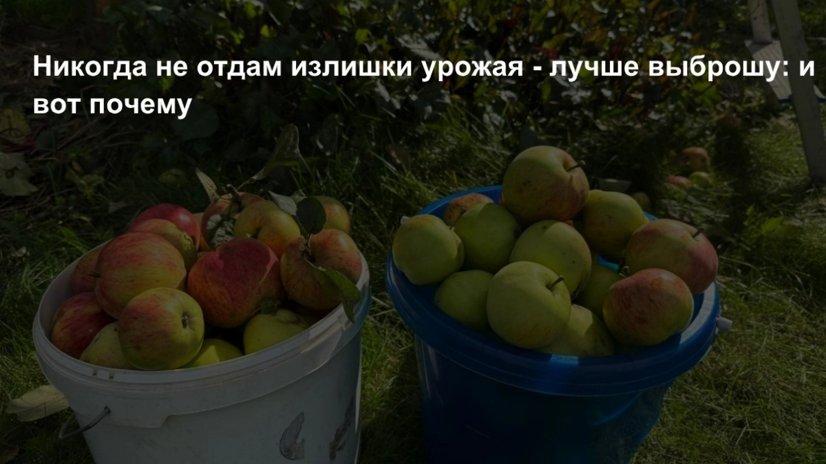 Никогда не отдам излишки урожая - лучше выброшу: и вот почему. Полезно знать всем дачникам