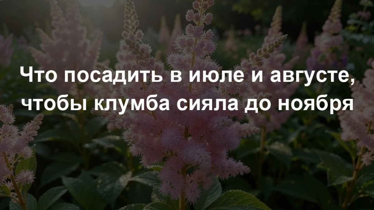 Что посадить в июле и августе, чтобы клумба сияла до ноября: 7 цветов для вашего шикарного сада