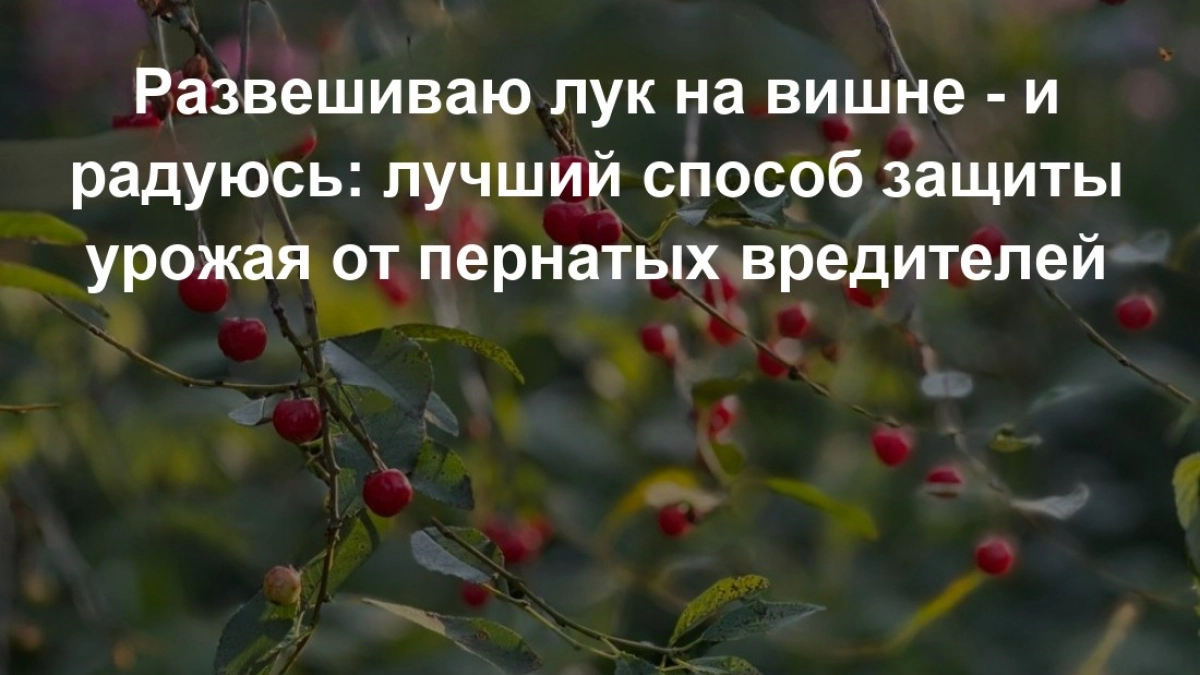 Развешиваю лук на вишне - и хлопаю в ладоши своей гениальности: лучший способ защиты урожая от пернатых вредителей